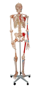 Life Size 180cm Skeleton Model with Painted Muscles & Ligaments