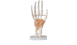 Human Hand Joint Anatomical Model